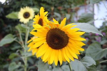 sunflowers in the garden