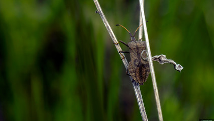 dragonfly on a grass