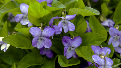 blue flowers in the garden