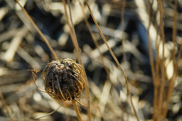 枯草　冬　素材