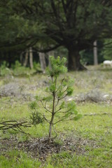 Little tree in forest