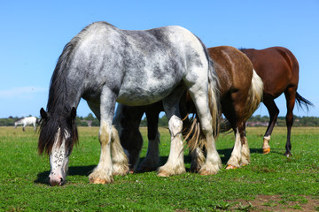 Horses in the field