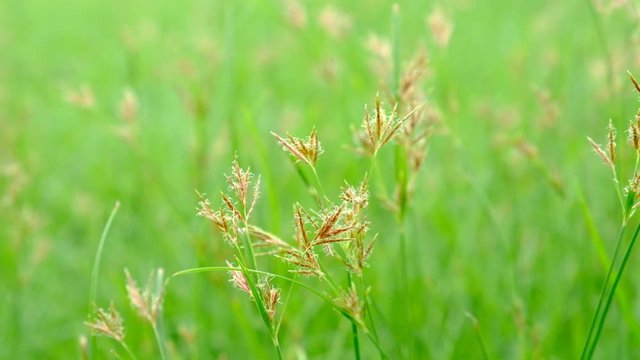 Nut Grass (Cyperus rotundus L.) on green background.
