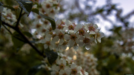 spring in the forest