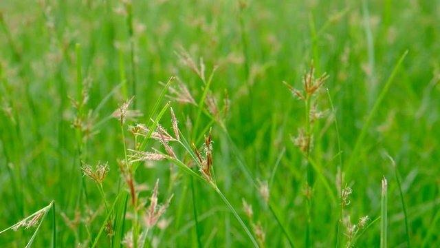 Nut Grass (Cyperus rotundus L.) on green background.
