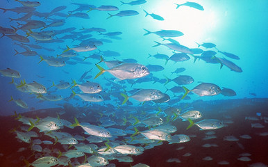 
school of fish in the Mexican Caribbean Sea