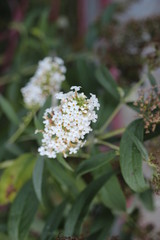 bee on white  flower in teh garden