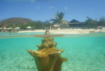 Fototapeta na wymiar underwater sheels on a paradise island in the caribbean sea, Curacao