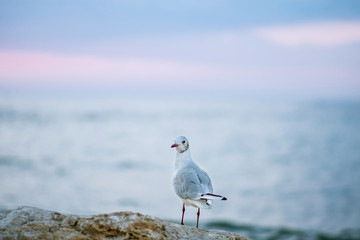 Seagull on the background of the sea. Seagull close-up. Sea bird.