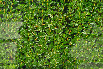 Green texture with small leaves. Boxwood bushes close up.