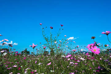 The beautiful cosmos flowers background blue sky.