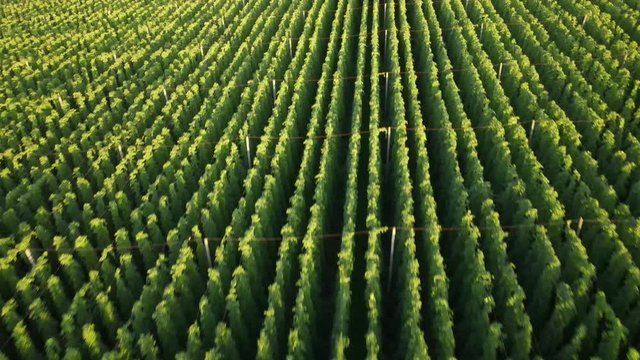 Holledau sunset hop garden view from top
