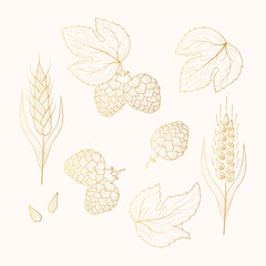 Golden malt, barley, wheat ear and hop plant with leaves on branch sketches. Engraving style. Gold vintage Beer ingredients. Vector isolated illustration.