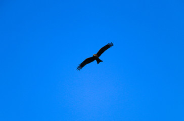  young strong falcon soars, spreading its large wings, in  clear sky before hunting. bird of prey  hawk hunter flies in the bright blue sky in search of prey.