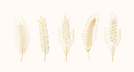 Gold malt, barley, wheat ears silhouettes. Gold grain cereal for beer making or bakery. Vector isolated vintage illustration. 