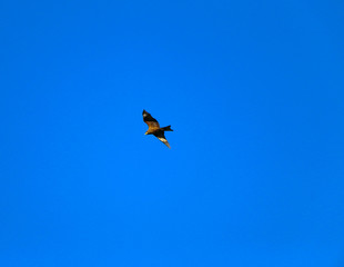  young strong falcon soars, spreading its large wings, in  clear sky before hunting. bird of prey  hawk hunter flies in the bright blue sky in search of prey.