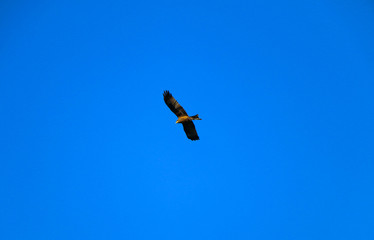  young strong falcon soars, spreading its large wings, in  clear sky before hunting. bird of prey ...