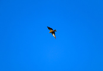  young strong falcon soars, spreading its large wings, in  clear sky before hunting. bird of prey  hawk hunter flies in the bright blue sky in search of prey.