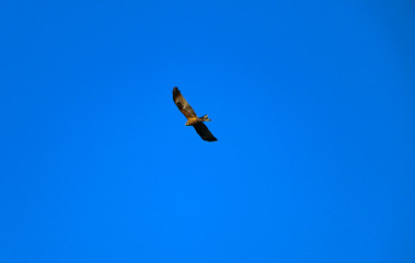  young strong falcon soars, spreading its large wings, in  clear sky before hunting. bird of prey  hawk hunter flies in the bright blue sky in search of prey.