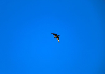  young strong falcon soars, spreading its large wings, in  clear sky before hunting. bird of prey  hawk hunter flies in the bright blue sky in search of prey.