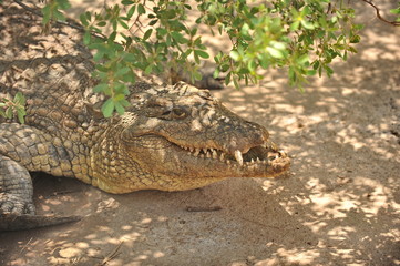 Zambia. Africa. Crocodile on the river bank.