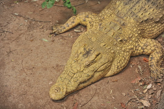 Zambia. Africa. Crocodile on the river bank.