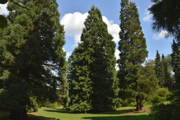 Fototapeta na wymiar Mammutbaum im Park in Dortmund, Deutschland