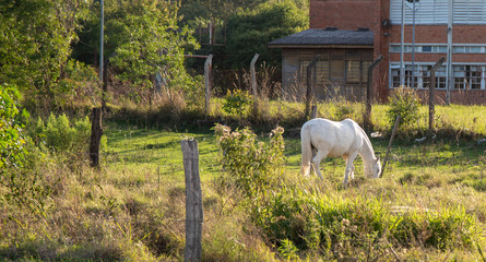White horse grazing in schoolyard in Brazil