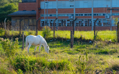 White horse grazing in schoolyard in Brazil