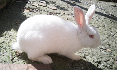 White rabbit with red eyes wary of the camera.