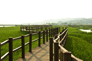Obraz premium The beautiful reed field at seaside.