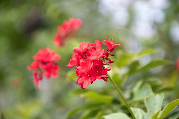 red flowers of cotton leaved jatropha or peregrina or spicy jatropha tree. scientific name is  Jatropha integerrima in euphorbiaceae family