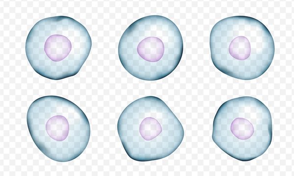 Realistic human cells set isolated on transparent background. 3d elements for science, medicine, biology poster, placard, flyer, presentation, etc