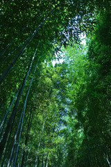 Fototapeta na wymiar The beautiful bamboo forest.
