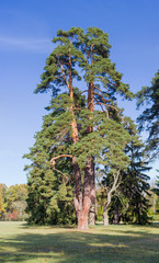 Old pine with branched trunks in the autumn park