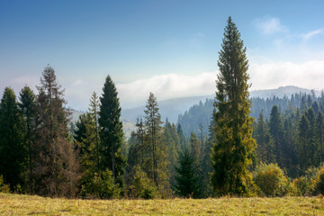 spruce forest on the hillside in autumn. sunny and hazy morning in carpathian mountains. ridge in the distance beneath a clouds on the blue sky