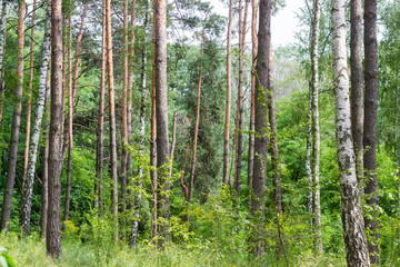 Fragment of the mixed deciduous and coniferous forest