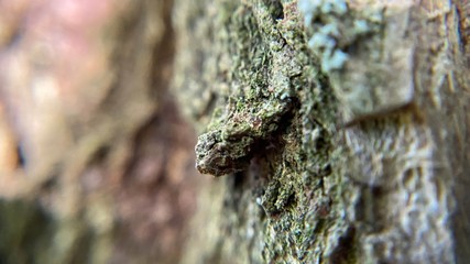close up of a tree bark