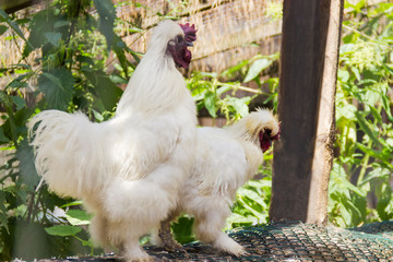 White rooster and hen of decorative breed