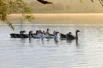 Herd of the domestic gray geese on the morning pond