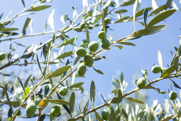 Unripe olives in August.