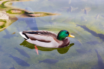 Drake of mallard swim in a pond with fishes