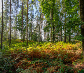 wunderschöner, märchenhafter Wald in der sächsichen Schweiz bei Wehlen, Aufgang Rauensteine