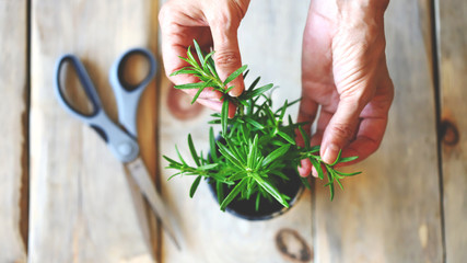 Selective focus. Female hands, a branch of rosemary, scissors. Rosemary in a pot.