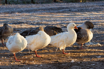 Domestic geese standing on one leg, hiding beaks in plumage