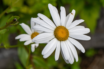 Obraz premium white shasta daisy flower