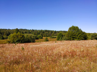 Landscape with beautiful floor and green wood on background blue sky
