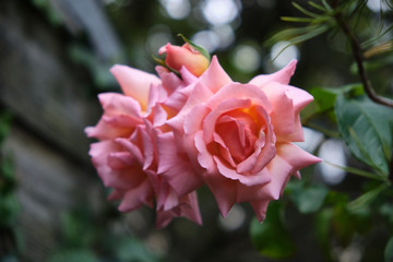 Compassion Rose