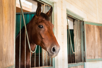 beautiful brown horse at the ranch. hippodrome preparing for the race. a magnificent animal in the sun.