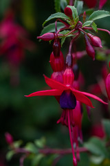 red and green fuchsia flower 